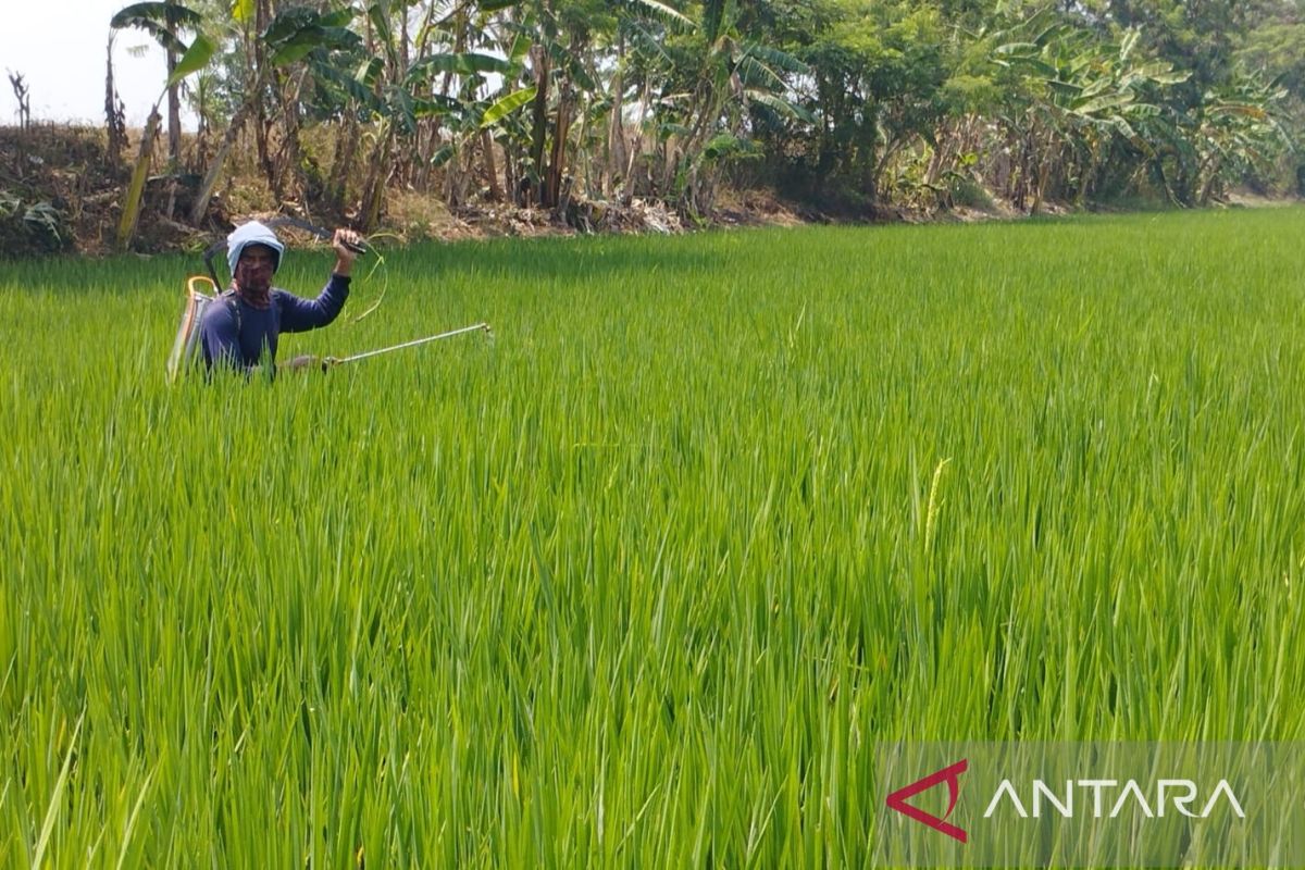 Petani Pebayuran Bekasi mulai rasakan manfaat normalisasi saluran irigasi