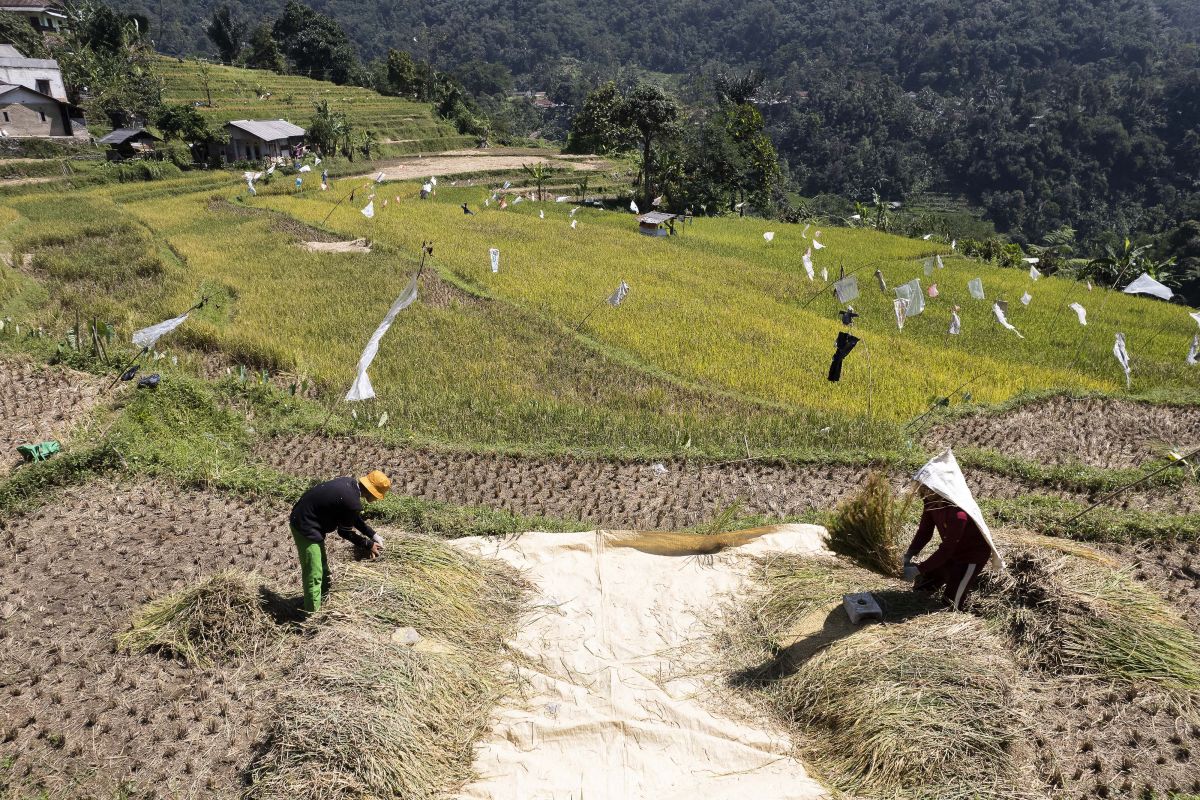 Indonesia akan bagikan rice cooker untuk dongkrak konsumsi listrik