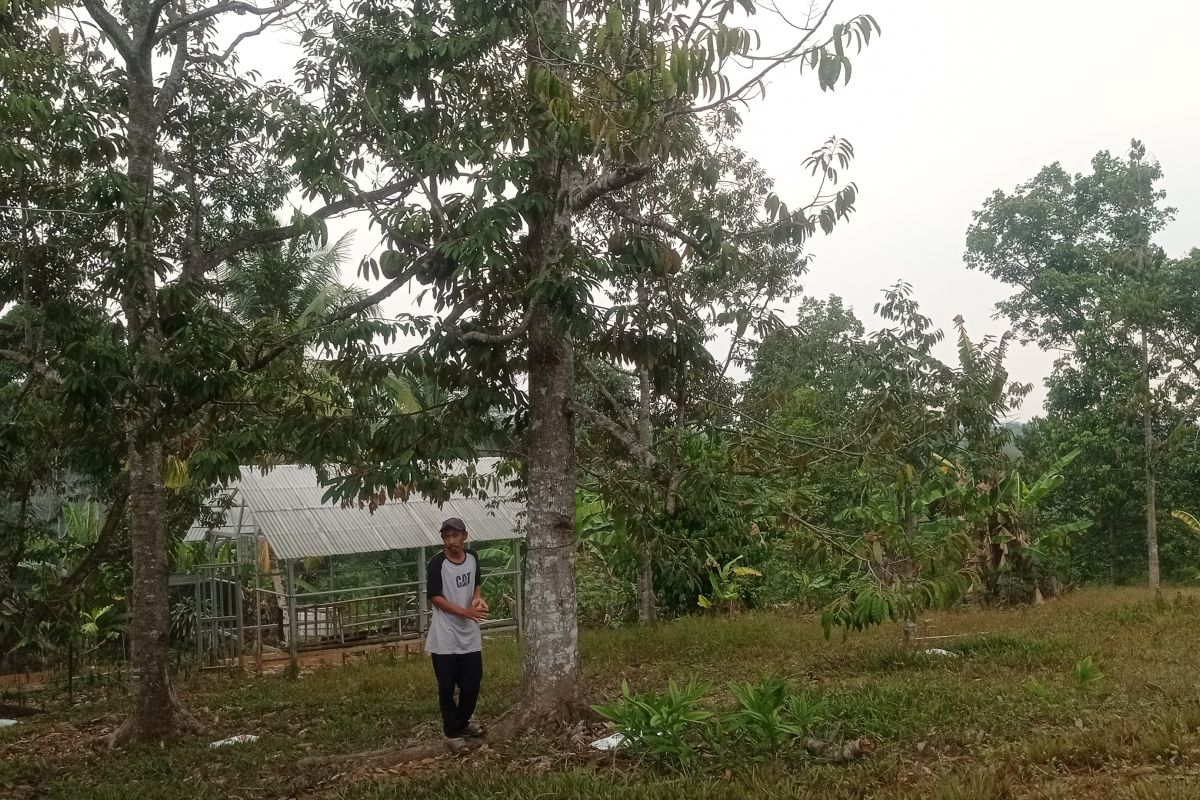 Si Durian Sangkanwangi yang menjanjikan kesejahteraan warga Lebak