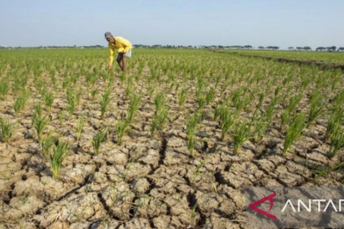 Sawah seluas 110 hektare di Purwakarta alami kekeringan