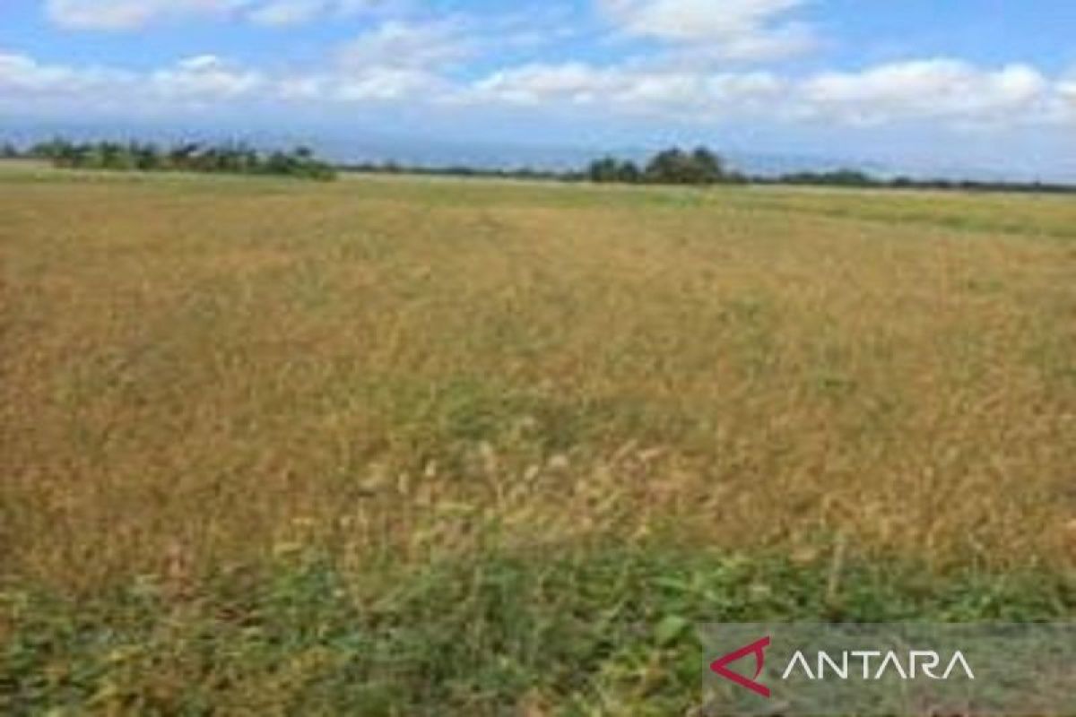 Akibat kekeringan, ratusan hektare sawah di Bombana gagal panen