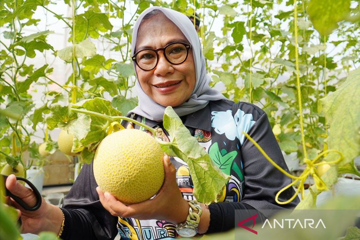 Pemkot Bogor mendukung potensi agro eduwisata kebun melon Cimahpar