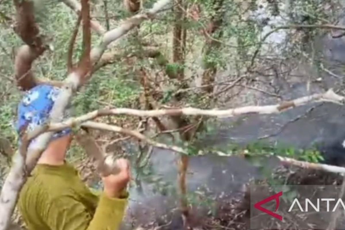 Polhut berhasil padamkan kebakaran hutan Gunung Bantan Belitung