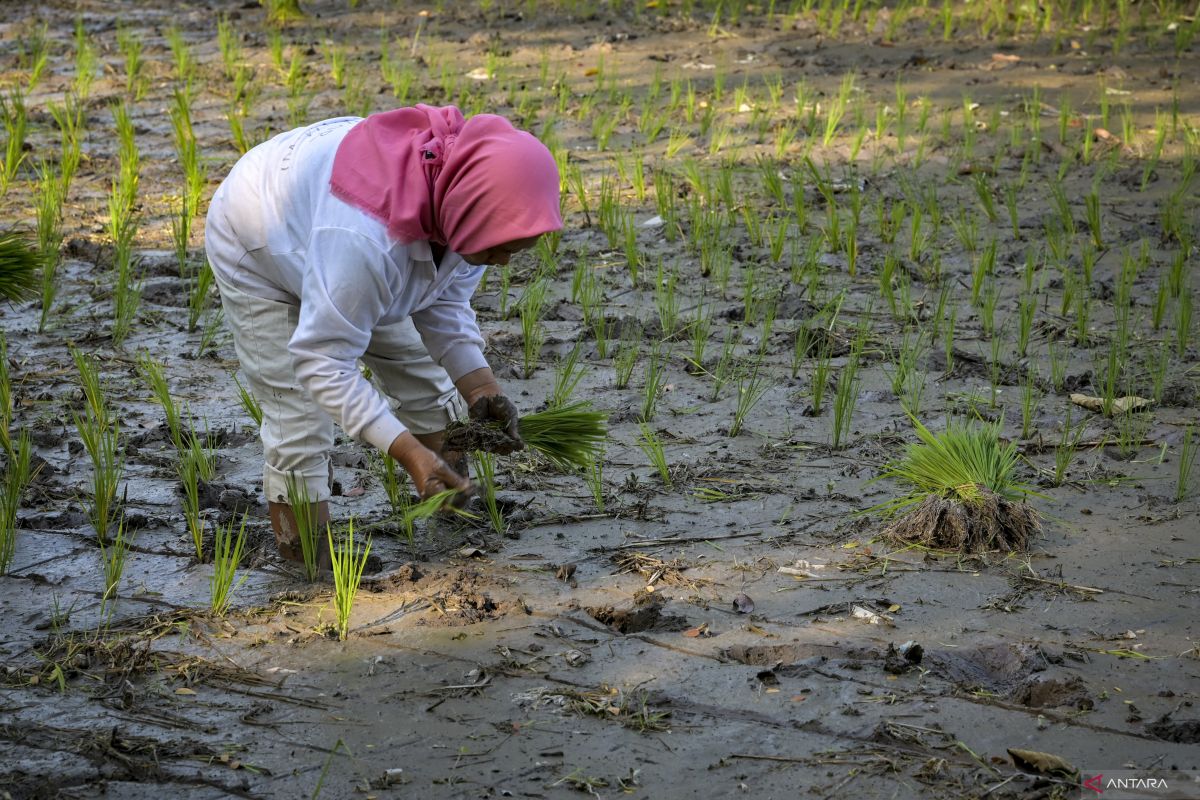 Nilai tukar petani di NTB naik 1,46 persen