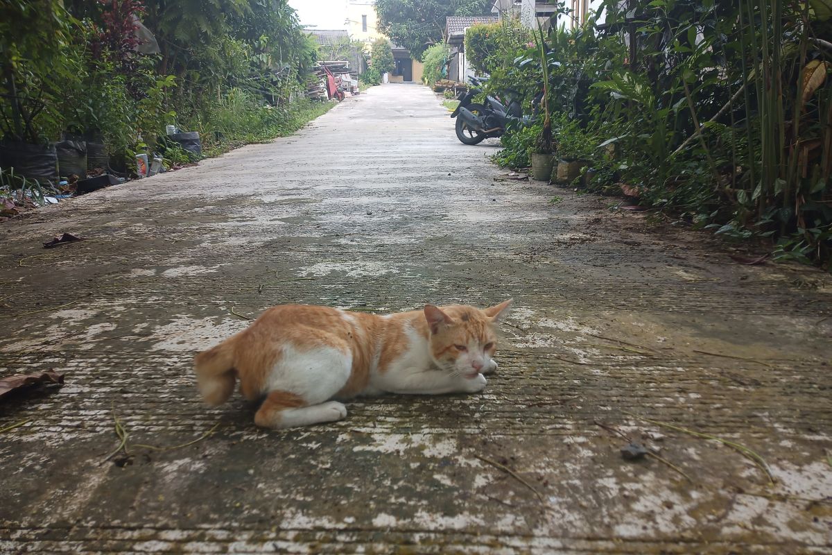 Pemkot Balikpapan beri vaksin rabies ratusan  kucing dan anjing