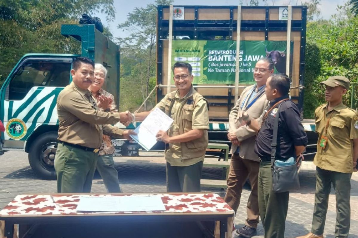 TN Baluran Situbondo tambah indukan jantan banteng cegah kepunahan