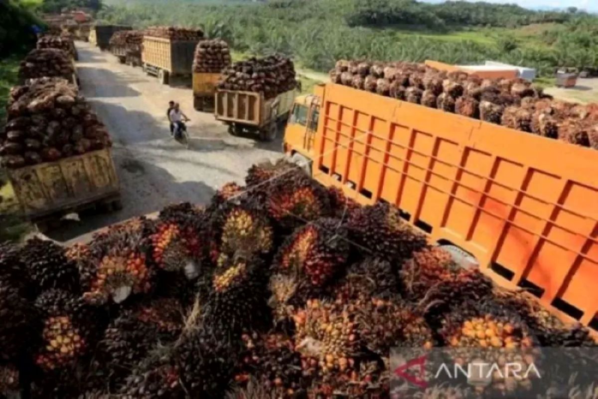 Harga CPO di Sumsel turun Rp136 menjadi Rp10.619 per kilogram