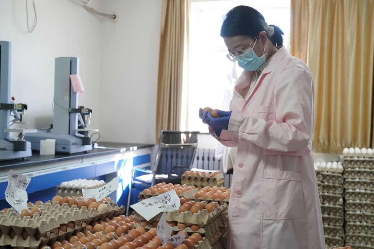 Bibit ayam dari China dorong pengembangan peternakan di Tanzania