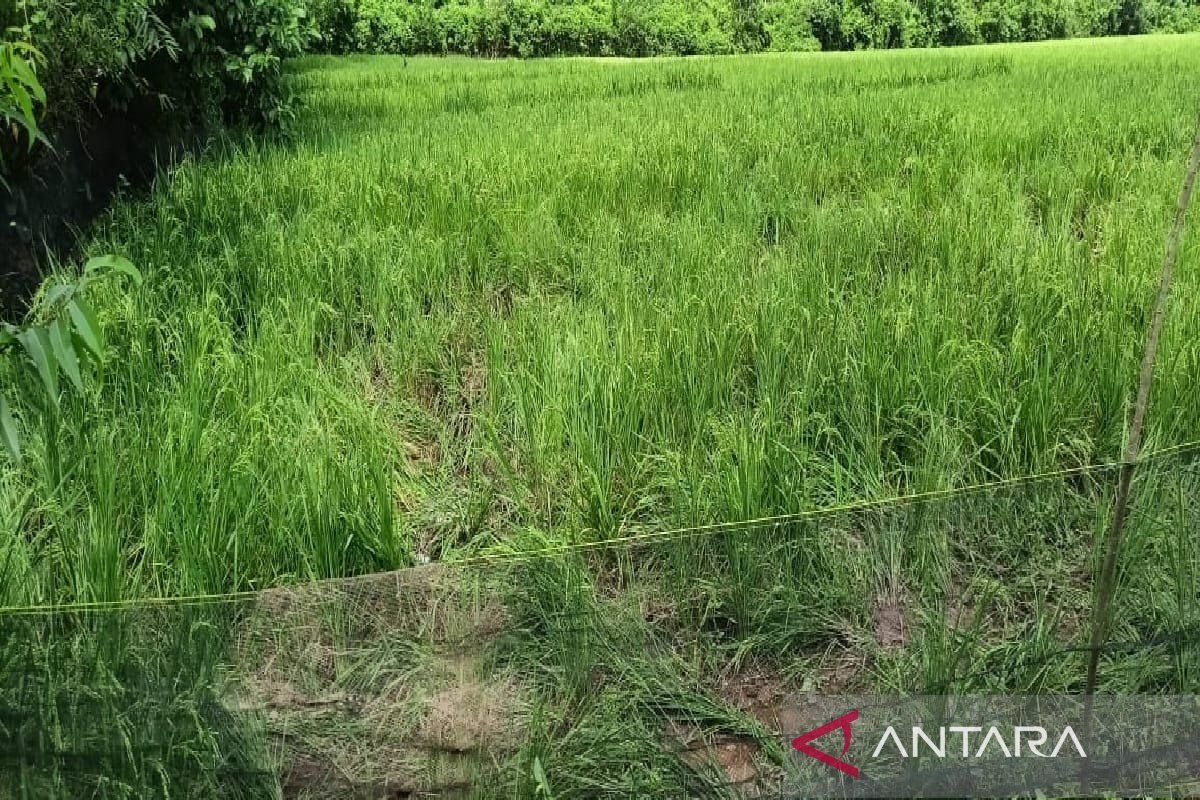 Gajah liar rusak tanaman padi, petani Aceh Jaya terancam gagal panen