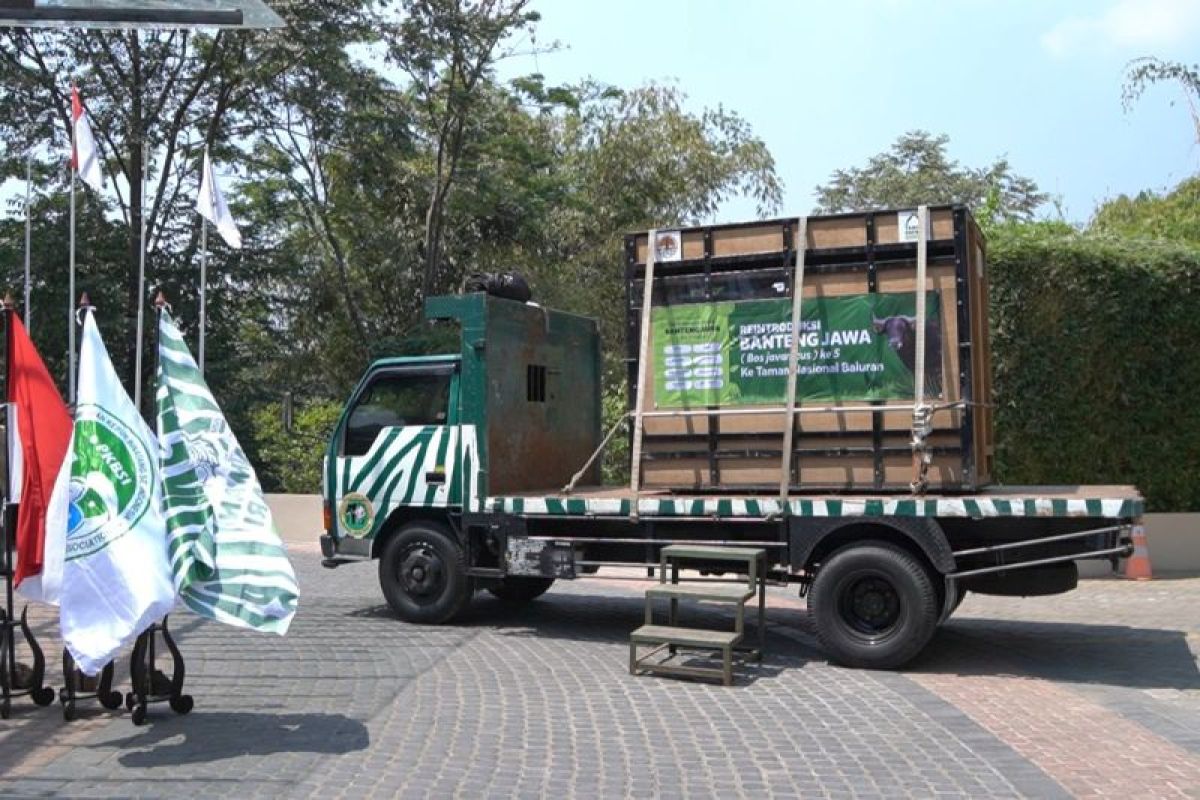 TSI Prigen lepasliarkan Banteng di Taman Nasional Baluran