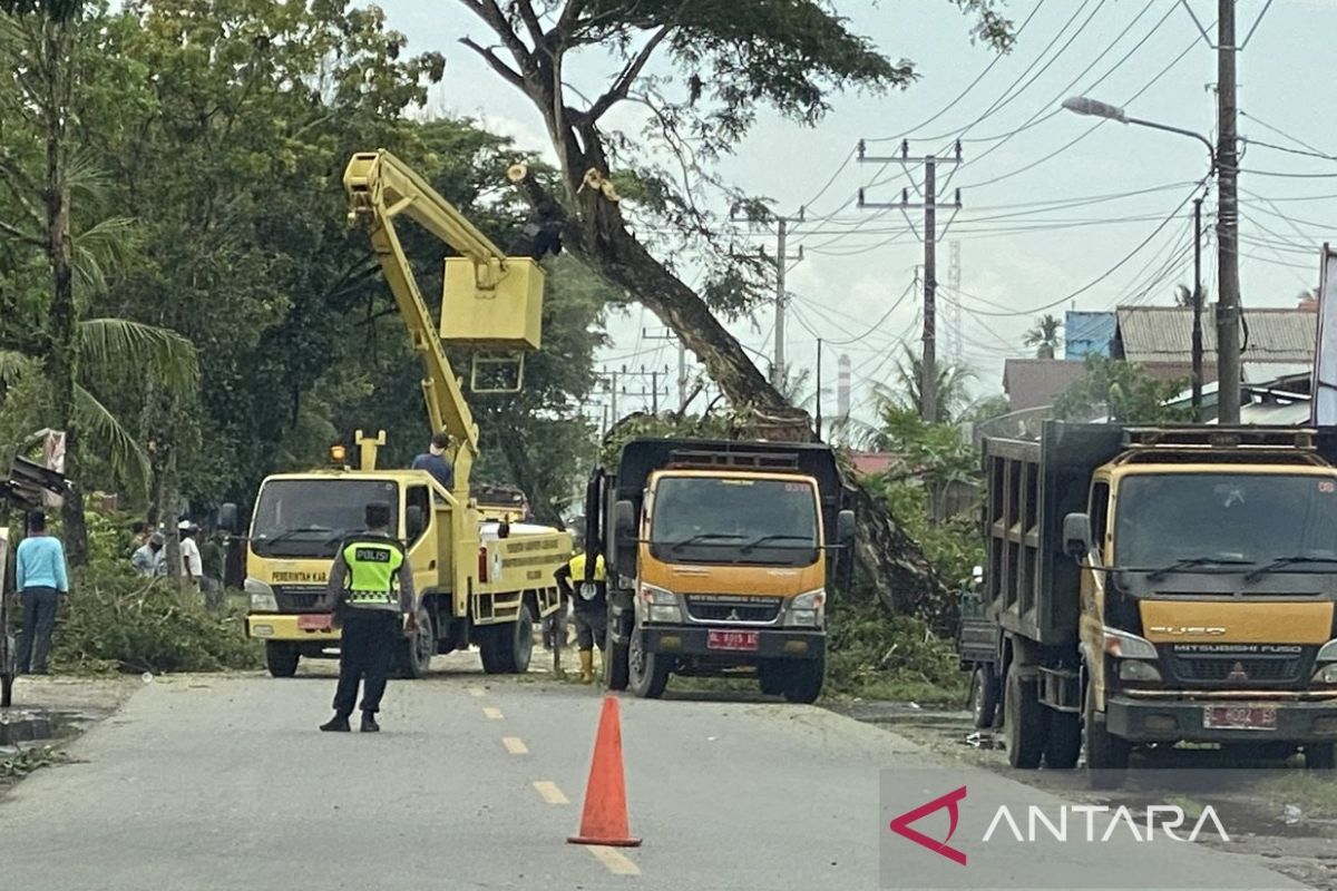 Pemkab Aceh Barat tebang pohon di jalan raya lancarkan aktivitas ekonomi masyarakat