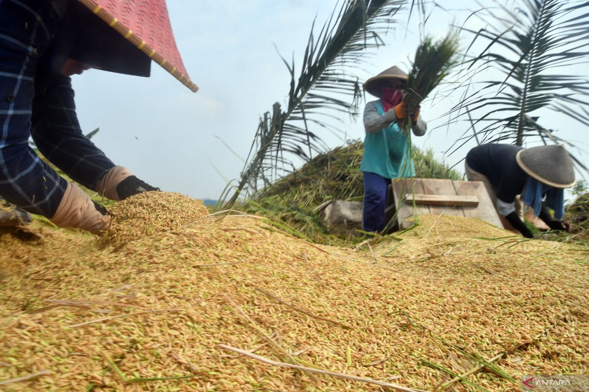 Kementan janji beri hadiah ke daerah produksi banyak beras