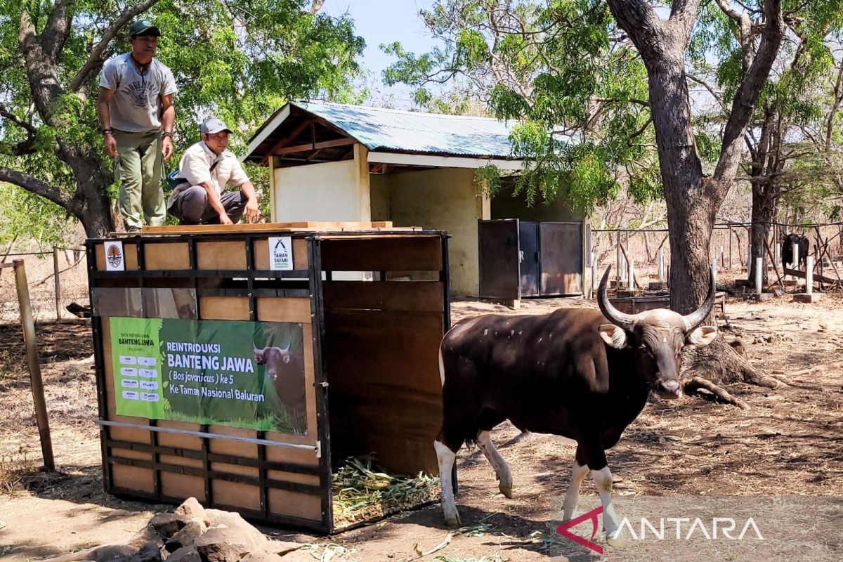 Populasi banteng di Taman Nasional Baluran Situbondo capai 211 ekor