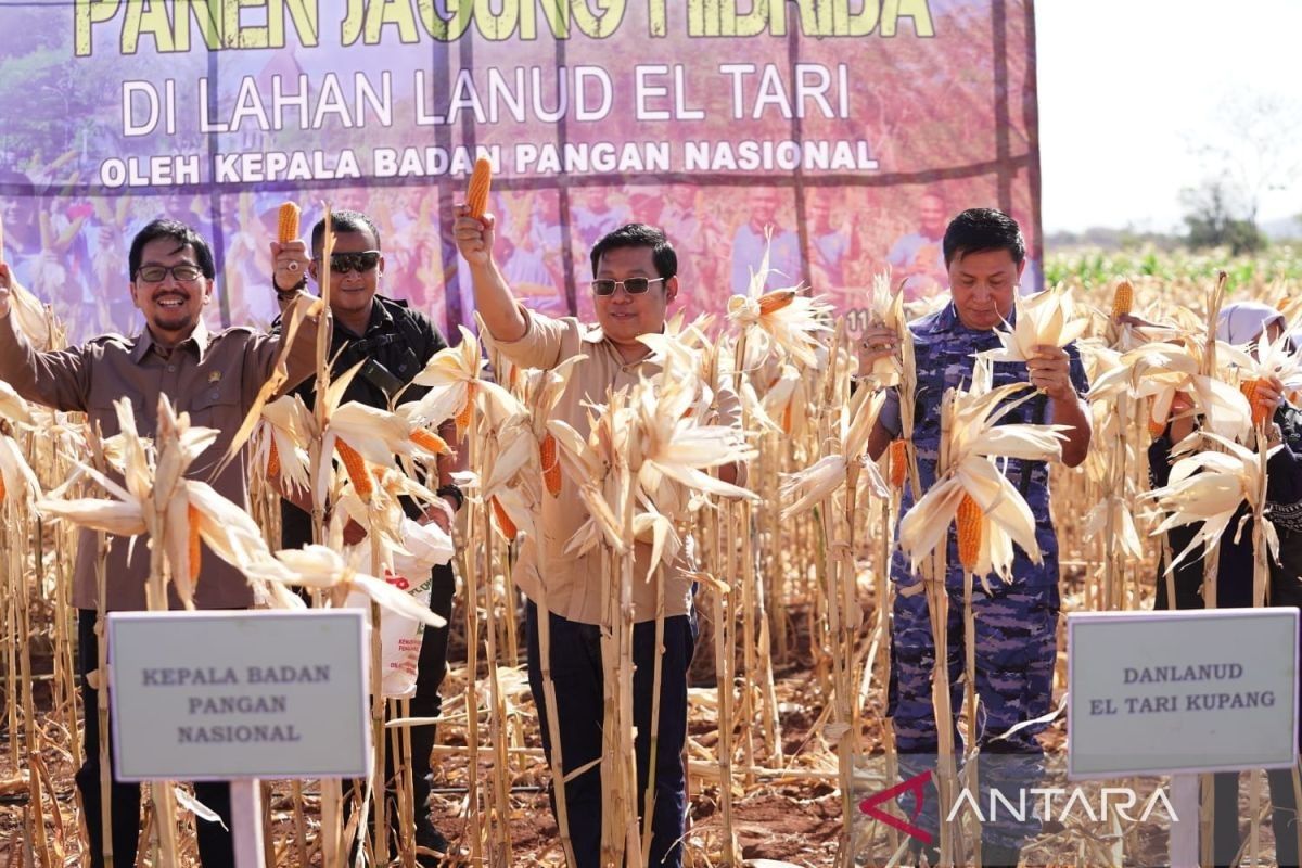 Pemerintah impor 500 ribu ton jagung pakan untuk atasi defisit produksi