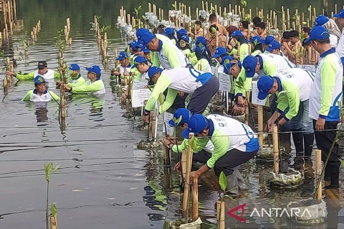 TransJakarta gandeng aneka mitra tanam bibit mangrove di pesisir DKI