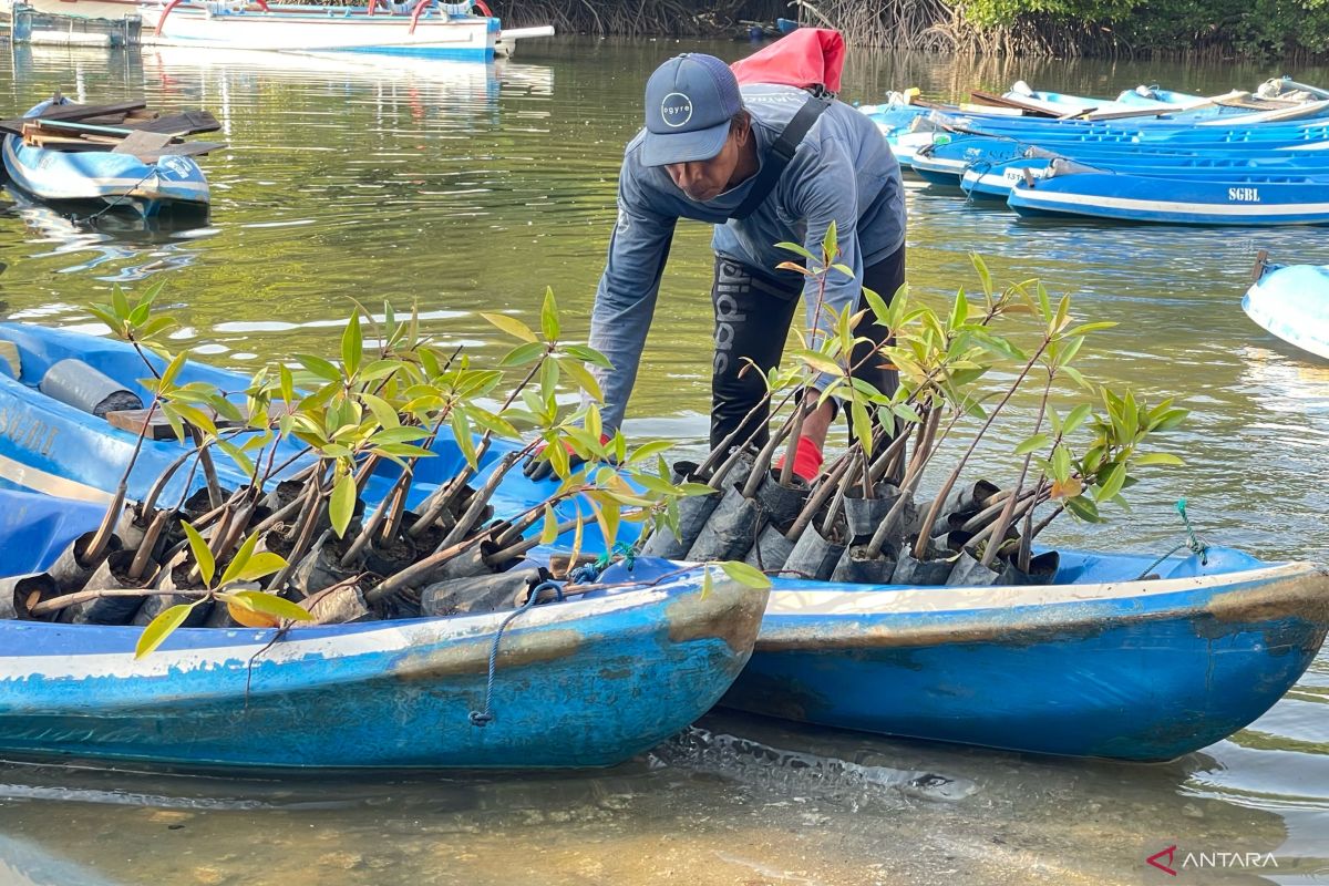 AIS Forum ajak nelayan di Bali tanam 500 bibit mangrove