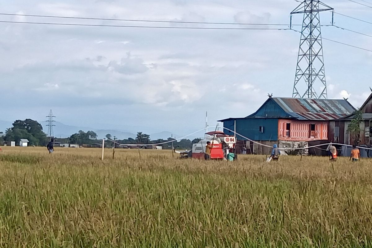 Pemprov Sulsel siapkan tambahan area tanam hadapi dampak El Nino