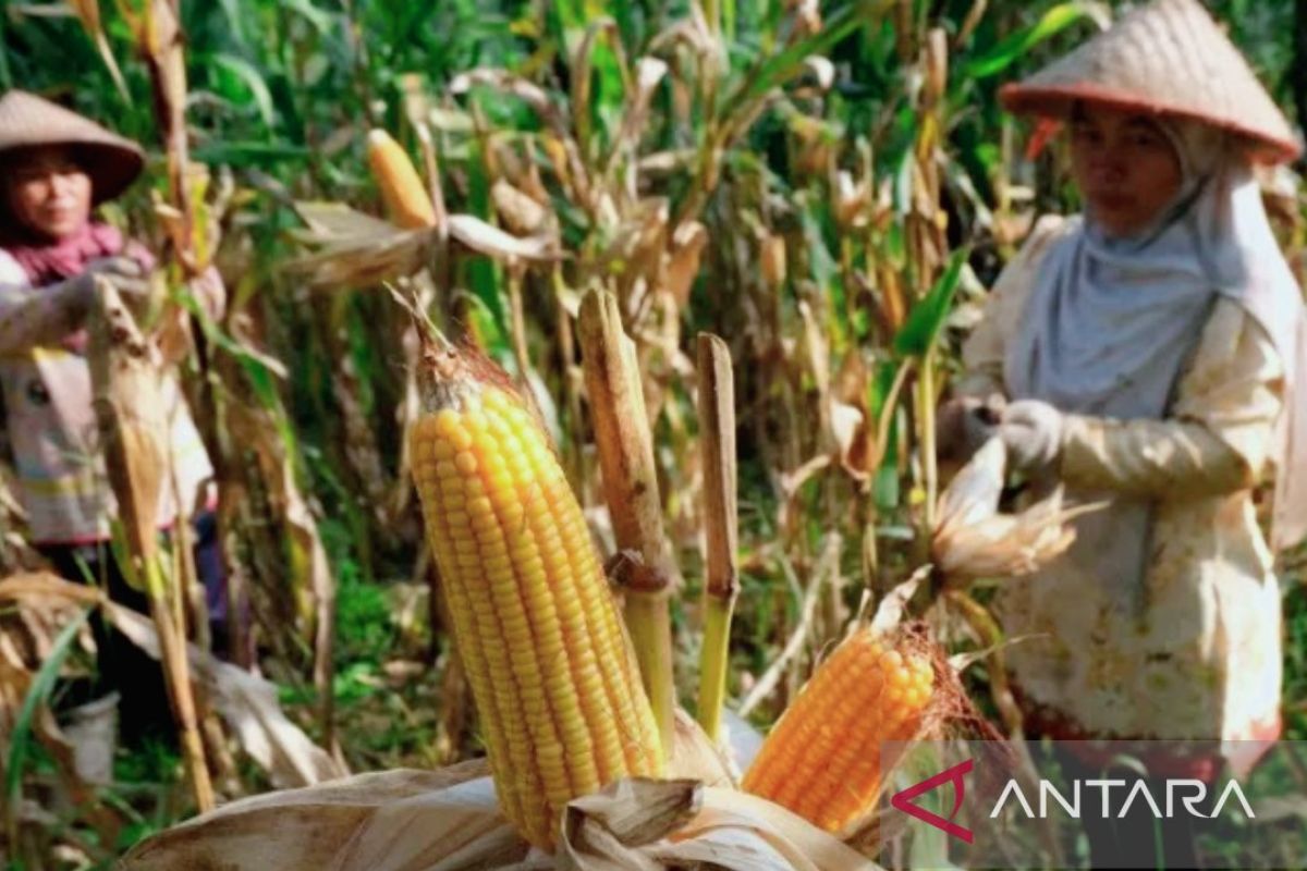 Pemkab Subang gandeng swasta kembangkan jagung unggul wujudkan ketahanan pangan