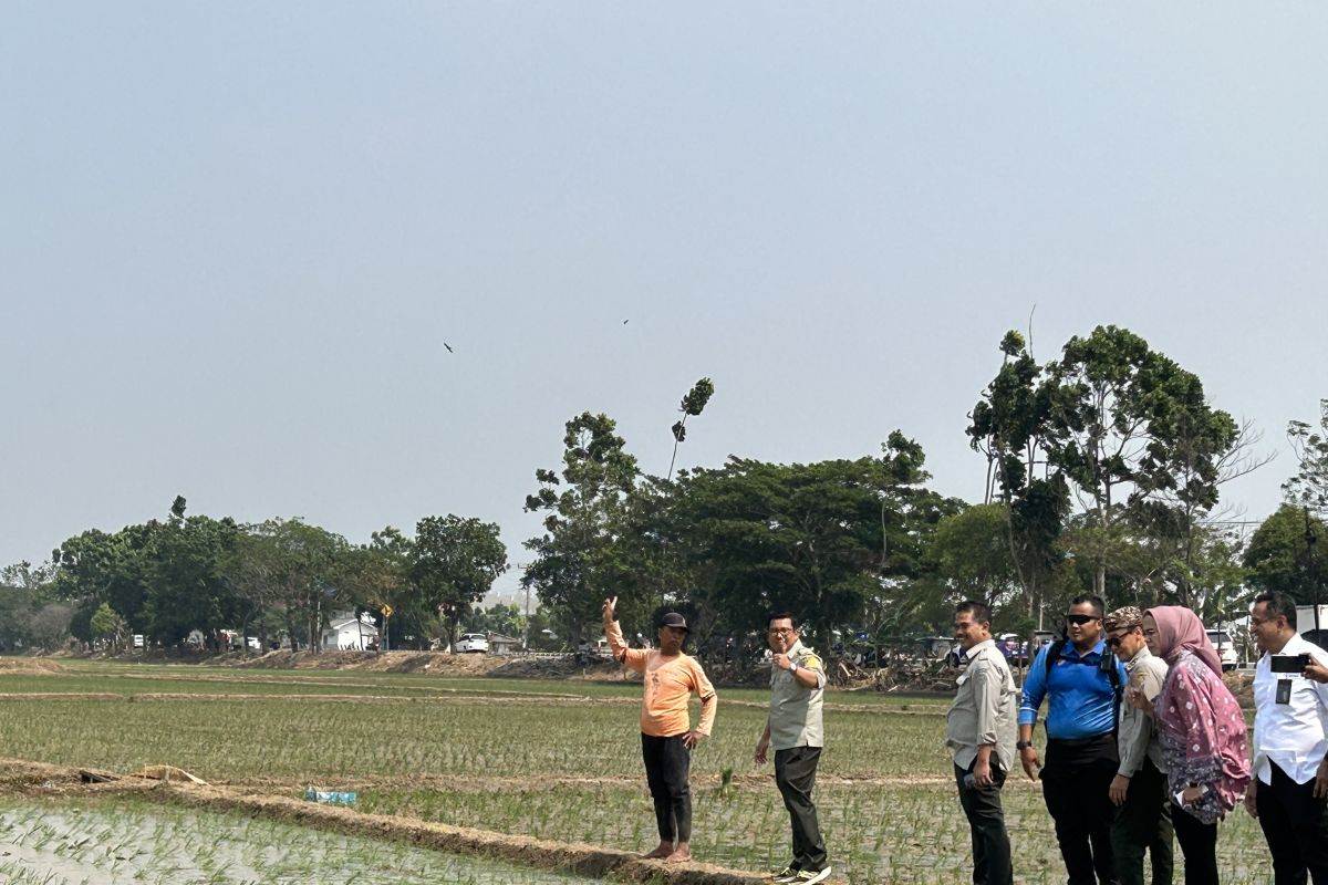 Plt Mentan fokus kendalikan serangan hama untuk genjot produksi padi