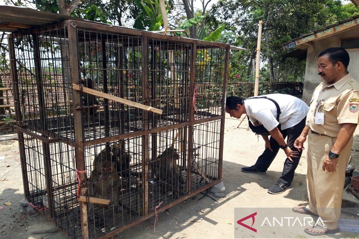 DLH Boyolali berupaya mengurangi populasi monyet di lereng Merapi