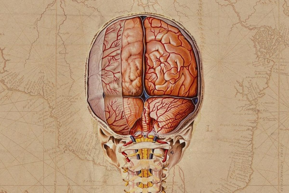 Ilmuwan ungkap peta sel terperinci otak manusia dan primata nonmanusia