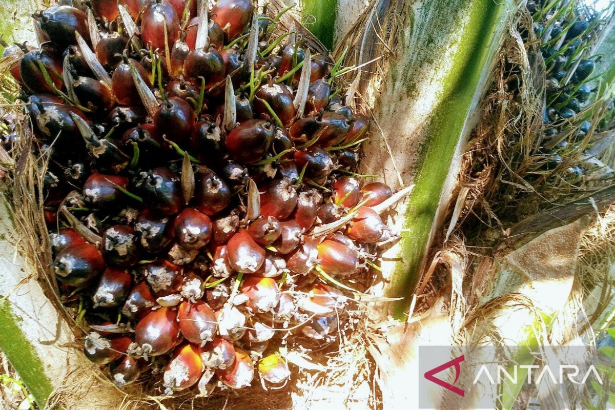 KaltIm potensial bangun pabrik mini minyak goreng kerakyatan