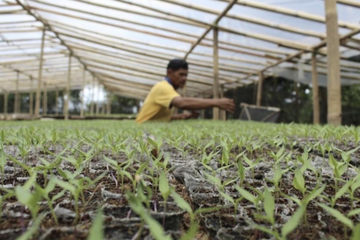 Pemprov Lampung tegaskan semua benih bagi petani tersertifikasi