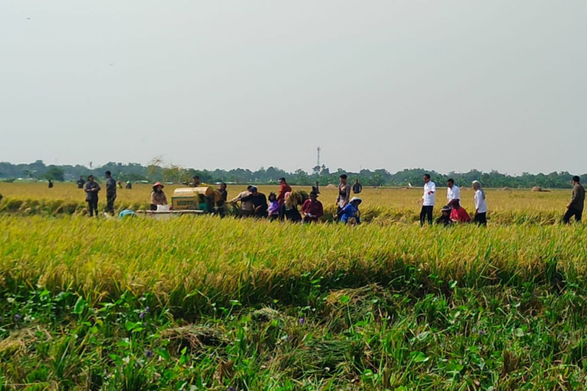 Presiden Jokowi apresiasi produktivitas petani di Indramayu