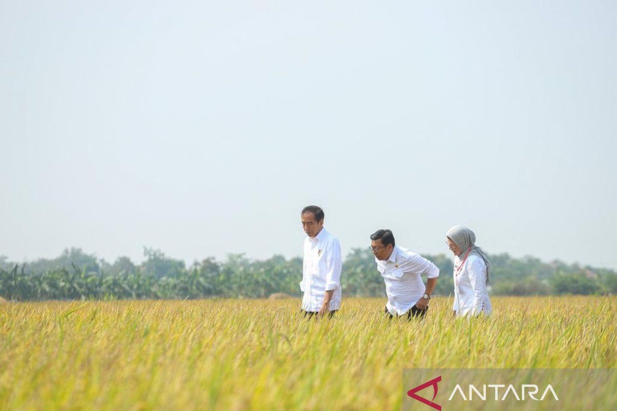 Dampingi Jokowi panen, Plt Mentan sebut produksi beras tercukupi