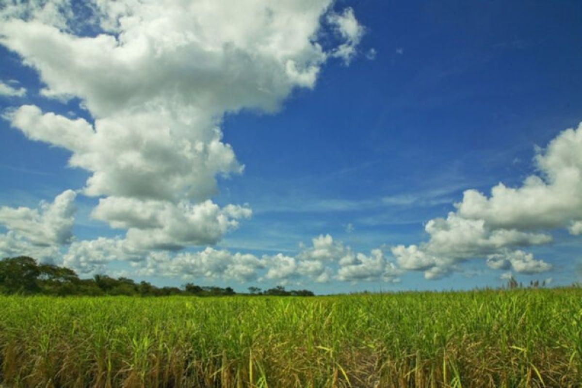 Inilah alasan mengapa Indonesia memiliki potensi untuk meningkatkan industri bioetanol
