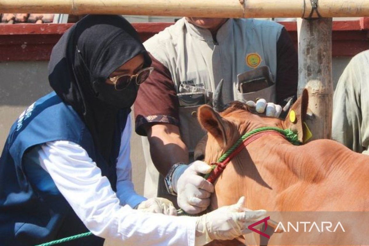 Pemkab Pamekasan lanjutkan vaksinasi PMK pada sapi dan kambing