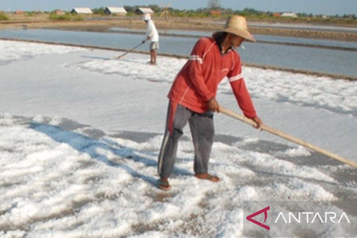 Produksi garam di Sampang capai 300 ribu ton