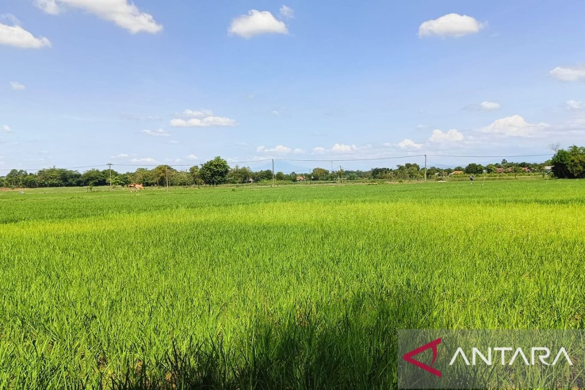 Mengamankan stok pangan di tengah El Nino