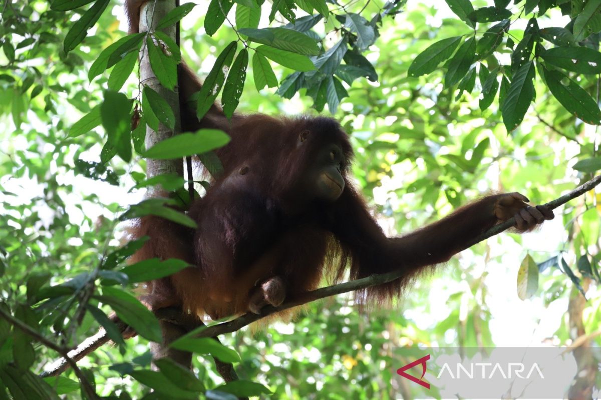 BKSDA Kalbar respon video viral orang utan lawan ekskavator 