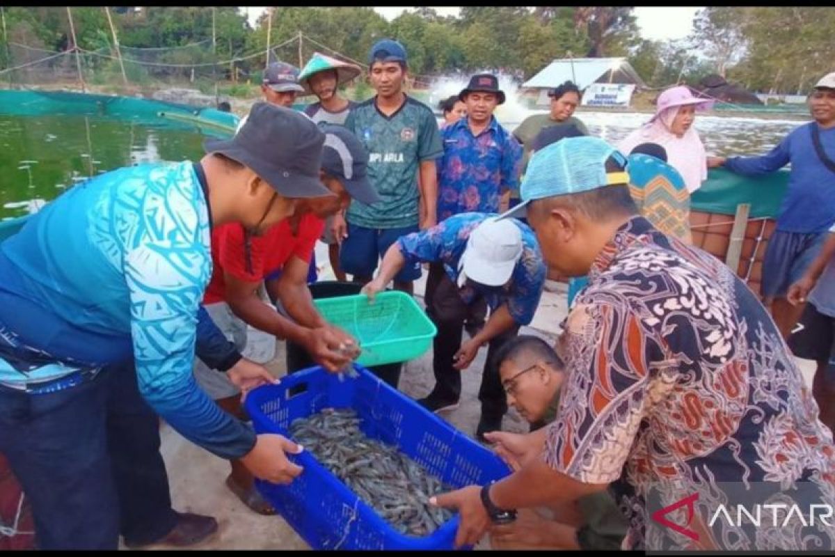 Dinas Perikanan Belitung panen 120 kilogram udang vaname