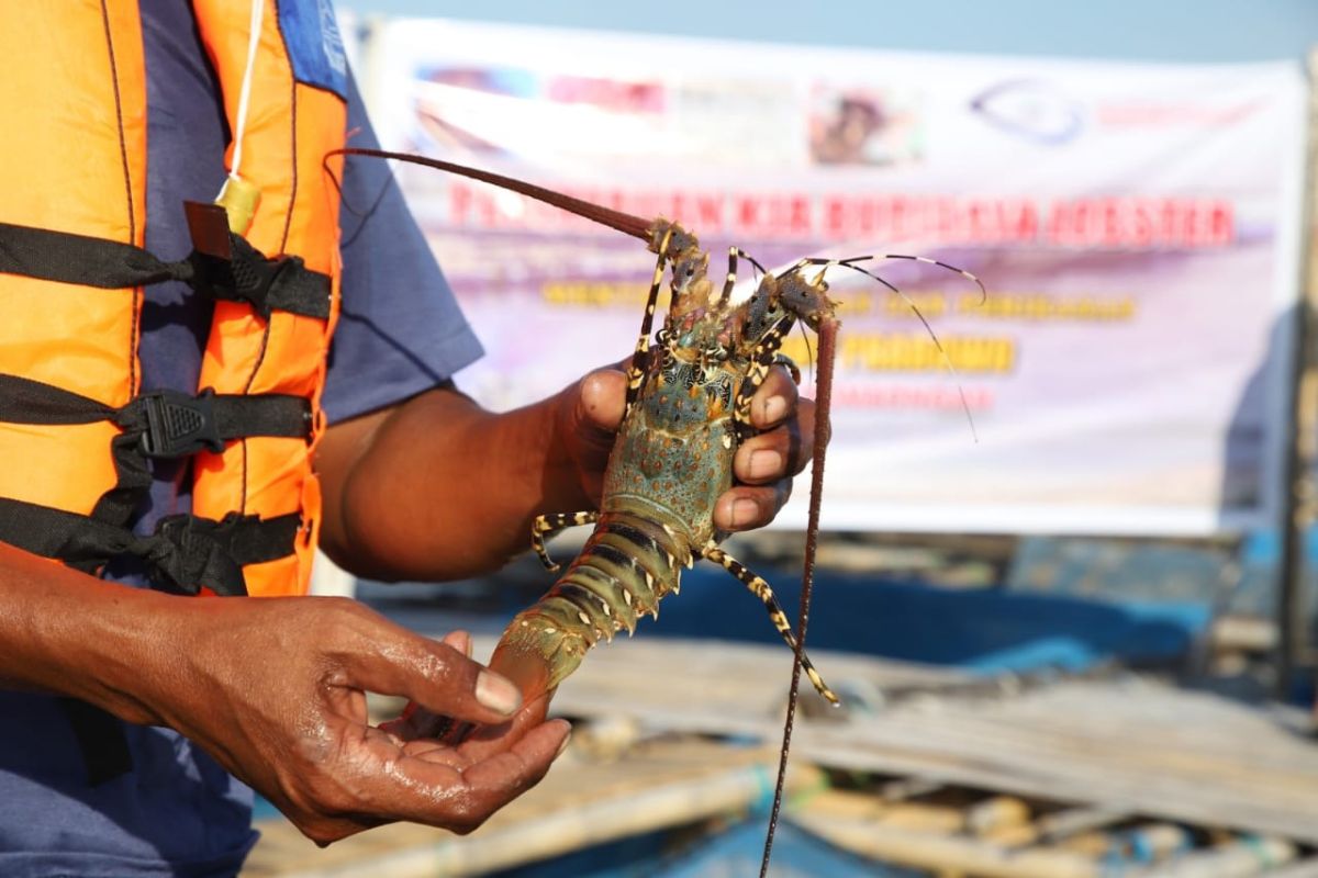 Perubahan Aturan Pengelolaan Lobster Disambut Positif Pelaku Usaha