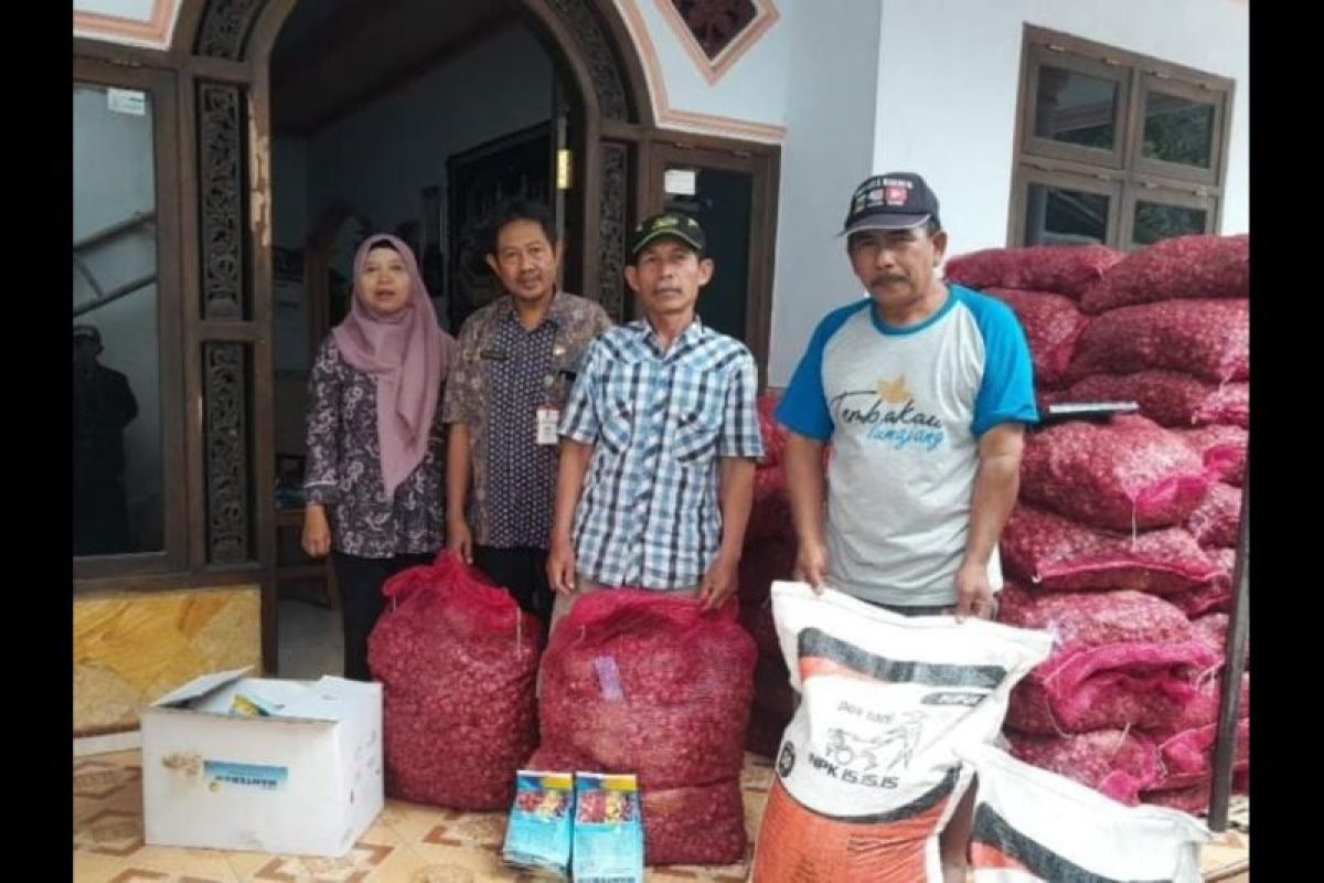 Pemkab Lumajang beri  bantuan 3,5 ton bibit bawang merah dari DBHCHT