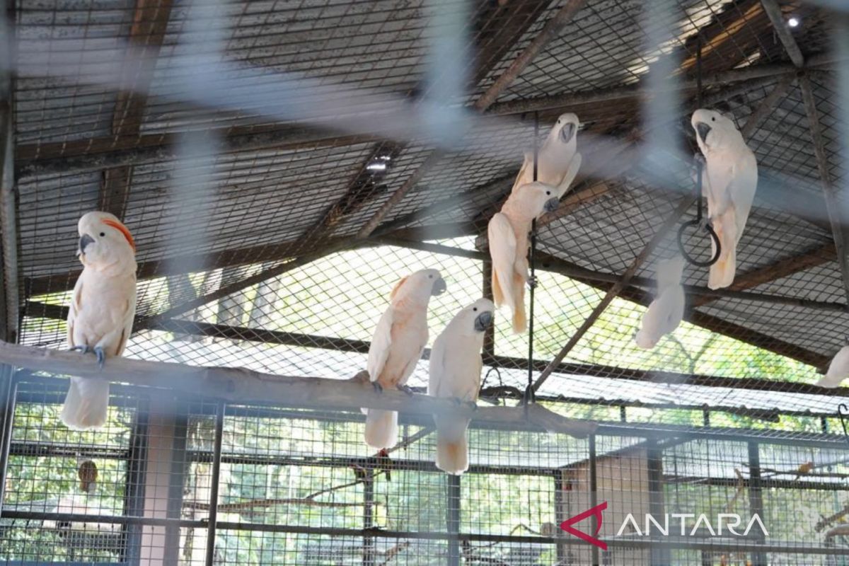Indonesia repatriates 73 wild birds from the Philippines