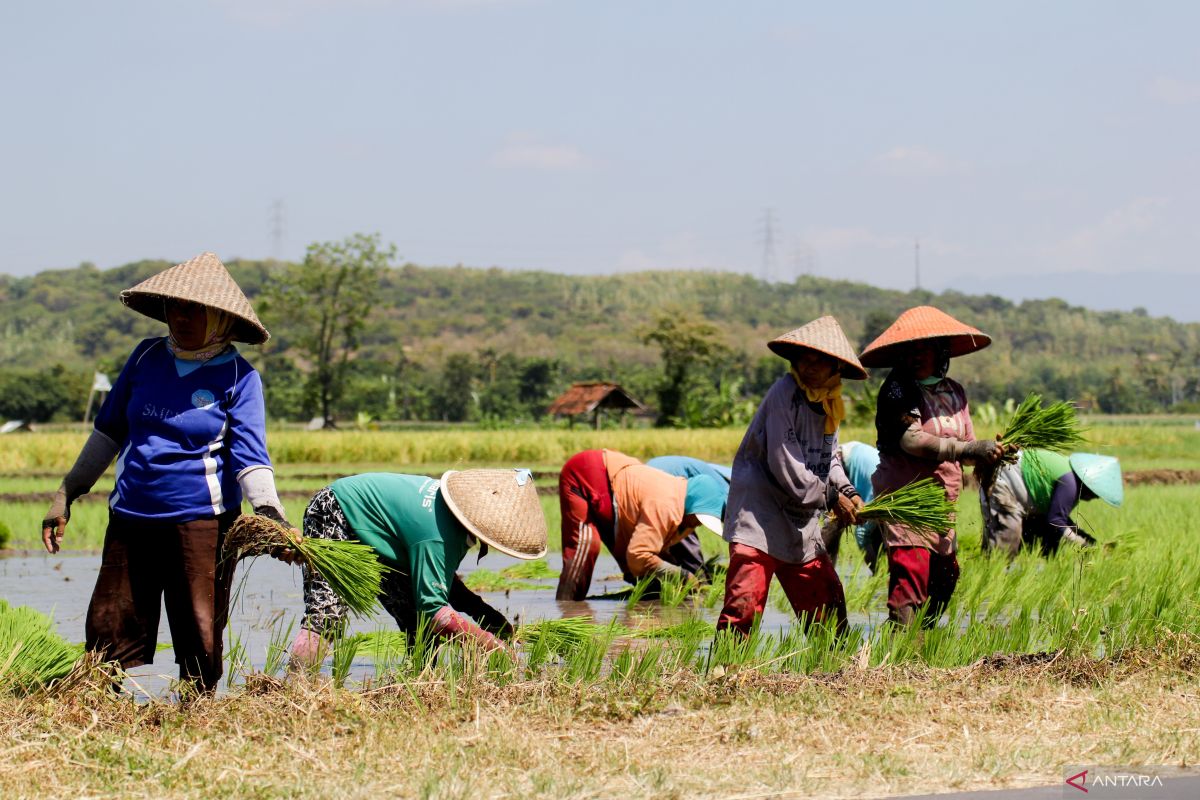 Pemkab Situbondo siapkan benih padi untuk dibagikan gratis ke petani