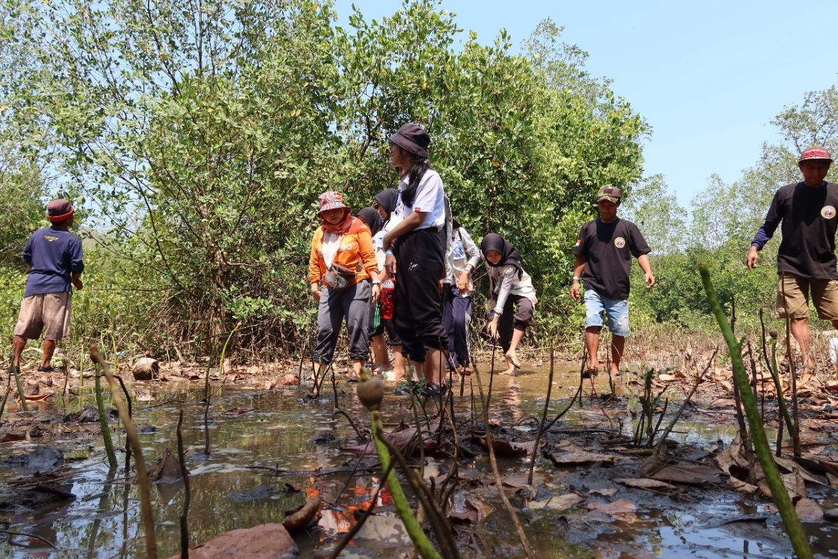 Mahasiswa Unej bersama warga tanam bibit mangrove di Teluk Love