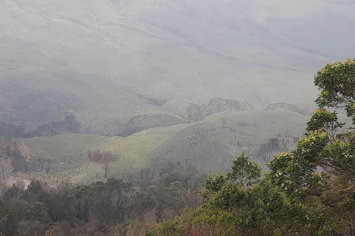 Kawasan savana Bromo kembali hijau setelah terbakar akibat suar