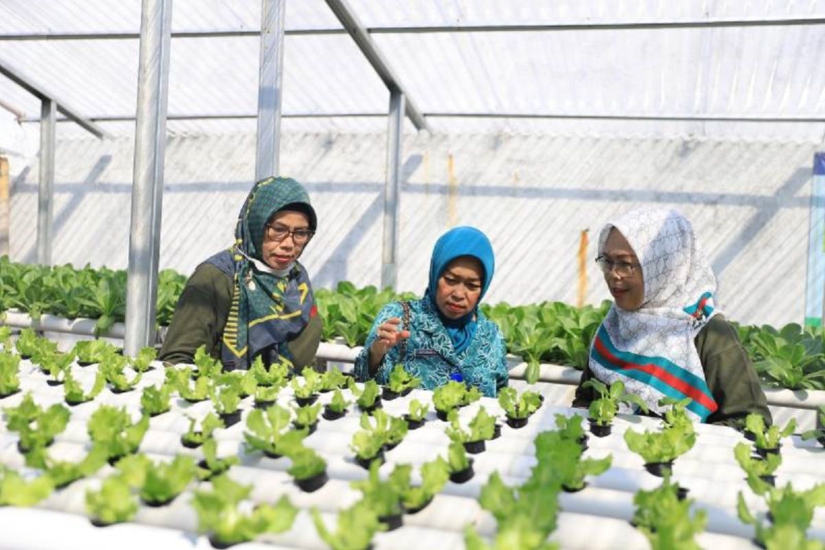 Ratusan KWT Tangerang bantu pemkot wujudkan ketahanan pangan
