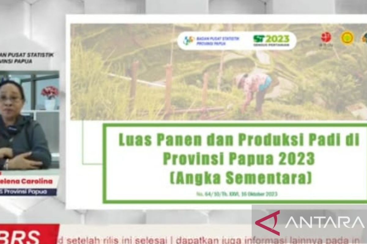 BPS Papua: Panen padi selama Januari-September 2023 turun 1.727 hektare