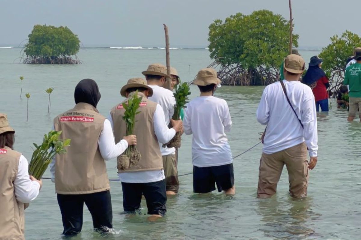 Insan PetroChina donasi 5.000 Mangrove di Kepulauan Seribu