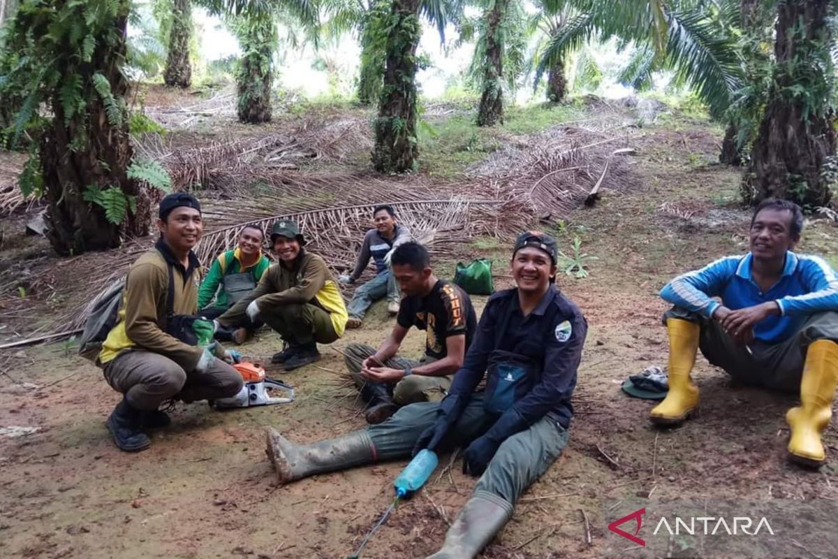 Pemanfaatan hutan sosial di Mukomuko tunggu verifikasi KLHK