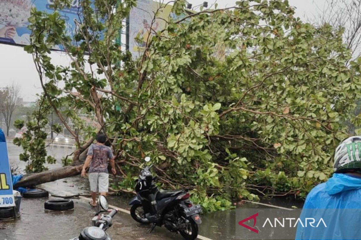 Puluhan pohon tumbang hingga atap terbang di Banjarmasin akibat hujan deras