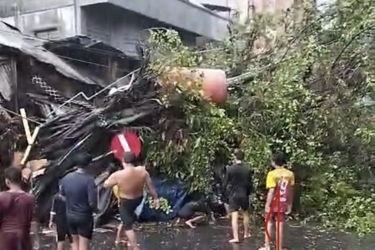 Hujan lebat disertai angin kencang robohkan pohon di Banjarmasin