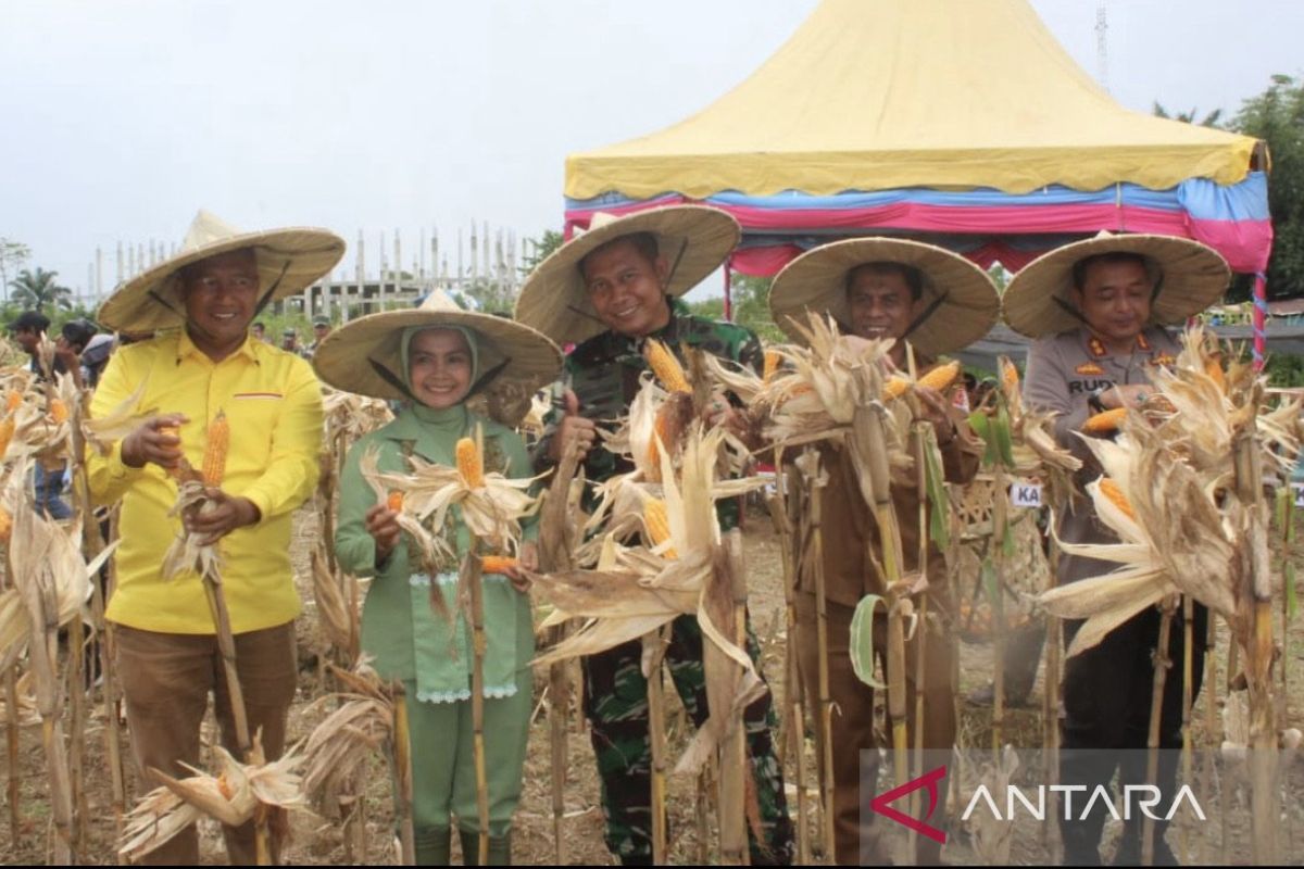 Kodim Nagan Raya sukses produksi jagung 12 ton/ha di lahan kosong