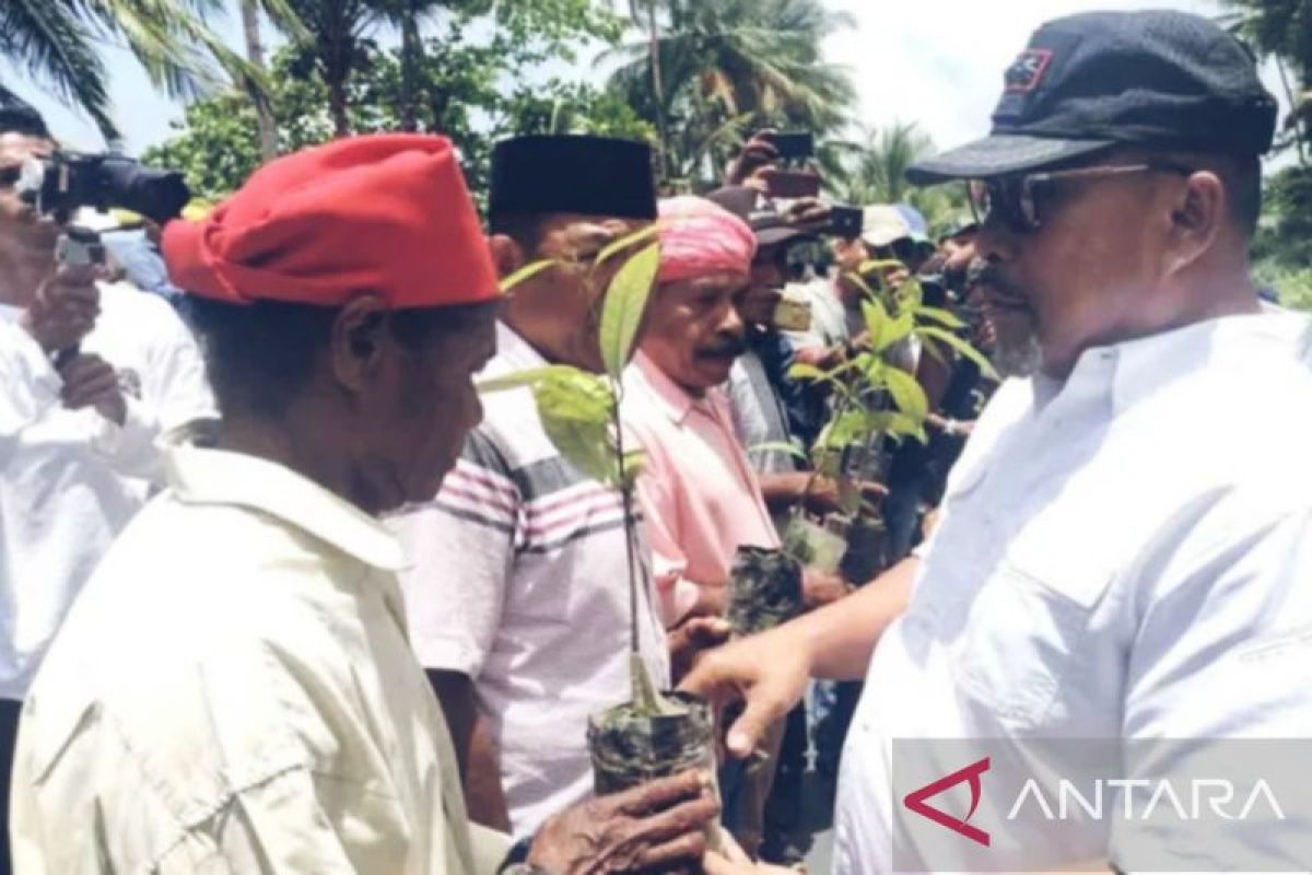 Pemprov Maluku salurkan 5.000 bibit pala kepada warga Malteng