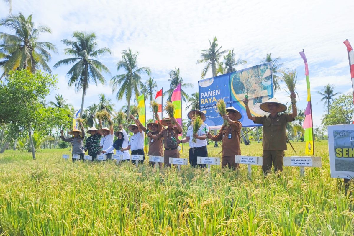 Produksi beras di Kalbar 2023 diperkirakan 407,26 ribu ton